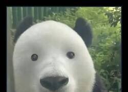 Enlace a ¿Cómo se ve un oso panda gigante con casi nada de delineador en los ojos?