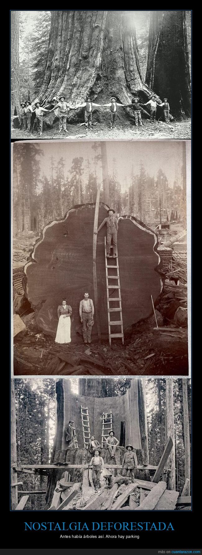 deforestaci&oacute;n,naturaleza,planeta,progreso,extinci&oacute;n