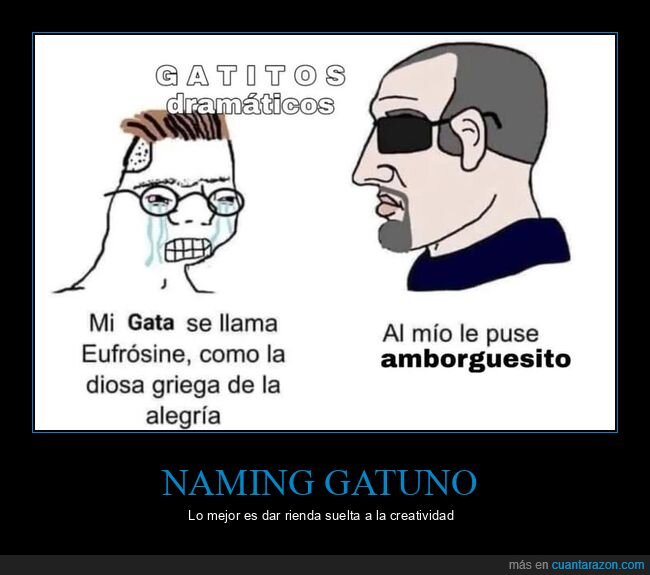 gatos,nombres,fracaso,mascotas,verg&uuml;enza