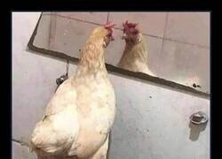 Enlace a Tú no naciste para caldo