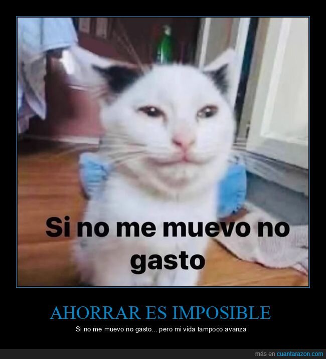 gato,ahorrar,dinero,pereza,estrategia