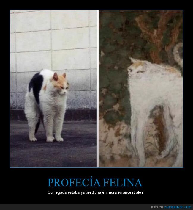 gato,profec&iacute;a,destino,antig&uuml;edad,coincidencia