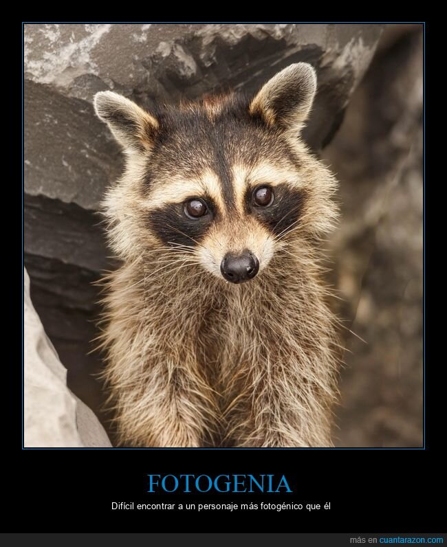 mapache,playa,delincuente,fotog&eacute;nico,animal