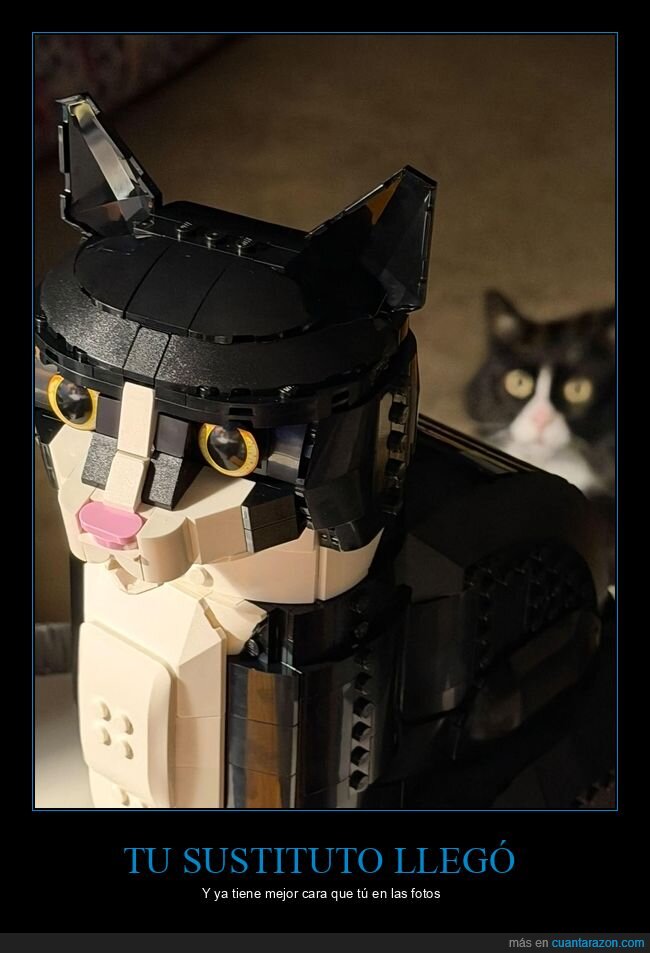 gato,traici&oacute;n,rechazo,juguete,sustituci&oacute;n