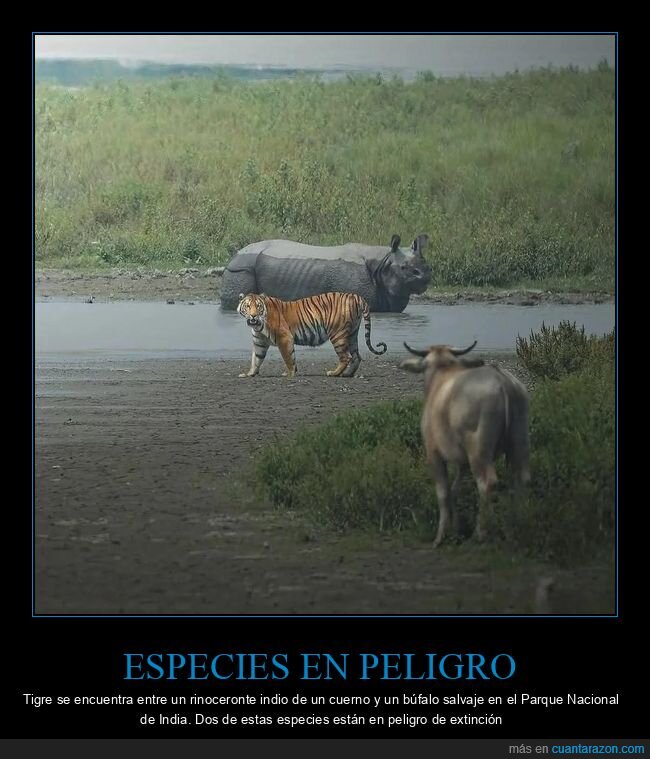 Kaziranga,tigre,rinoceronte,b&uacute;faIo,extinci&oacute;n