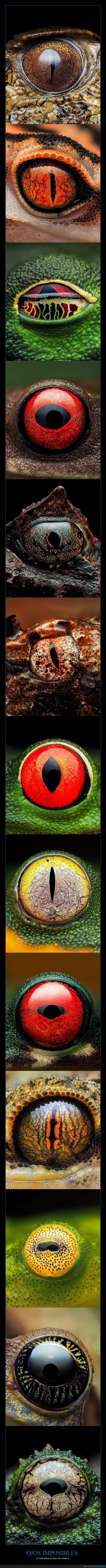 Ojos,Naturaleza,Absurdo,Perturbador,Animales