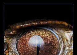 Enlace a Los ojos más increíbles del reino animal