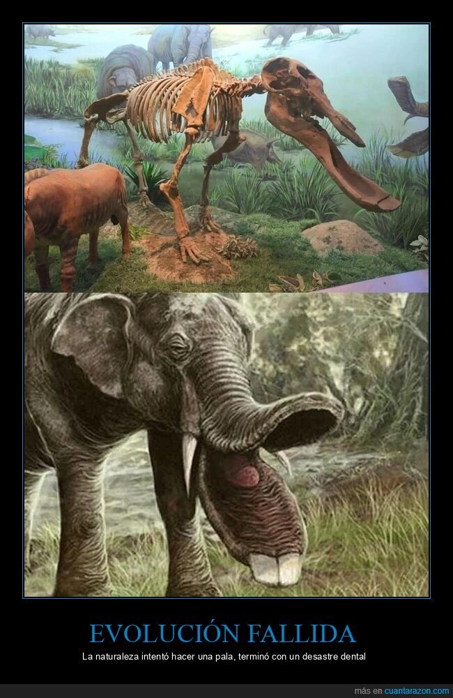 Platybelodon,evoluci&oacute;n,fracaso,naturaleza,dise&ntilde;o
