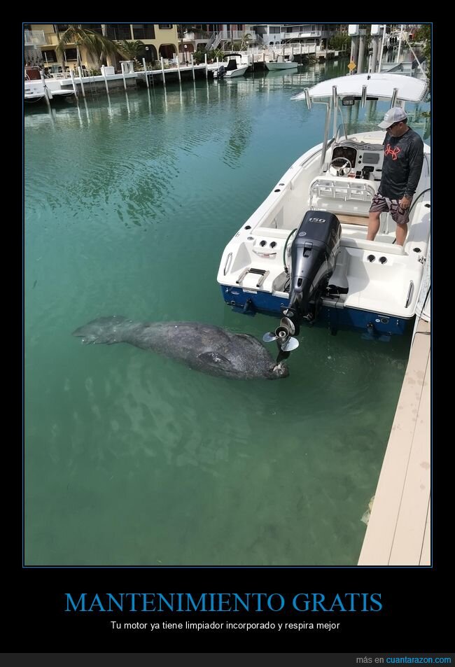 manat&iacute;,bote,agua,fauna,inesperado