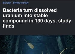 Enlace a Según un estudio, las bacterias transforman el uranio disuelto en un compuesto estable en 130 días