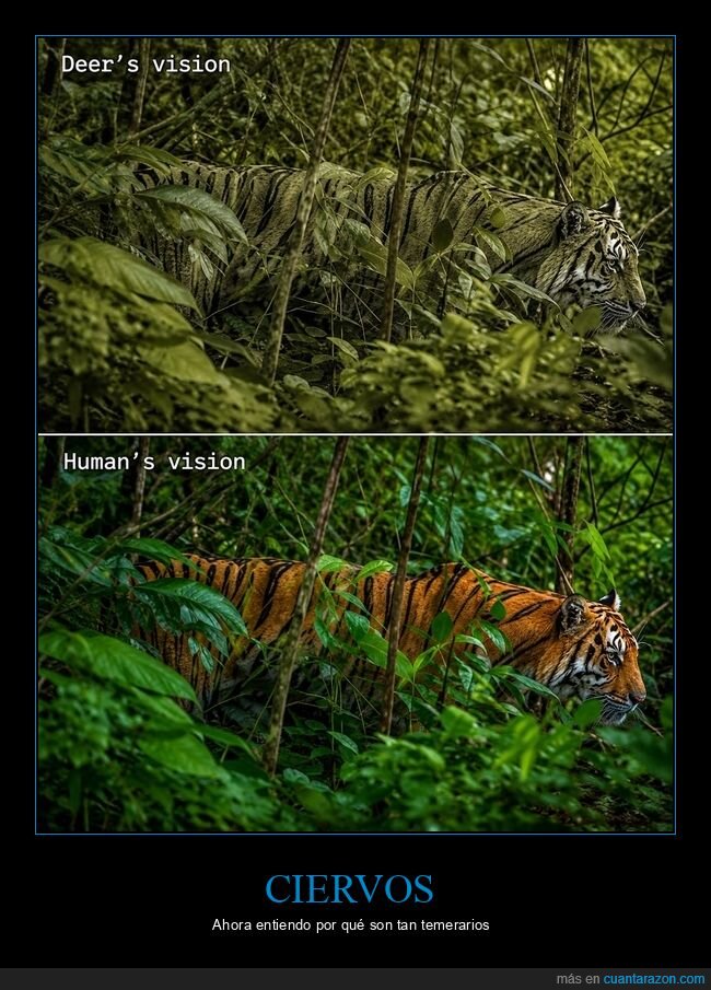 camuflaje,tigre,visi&oacute;n,naturaleza,depredador