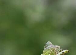 Enlace a Lagarto dragón del bosque sosteniendo una hoja como si fuera una guitarra