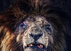 Enlace a Este es Scarface, un león legendario que gobernó la reserva de Masai Mara (Kenia) durante más de una década junto con su coalición, famosa y conocida como 