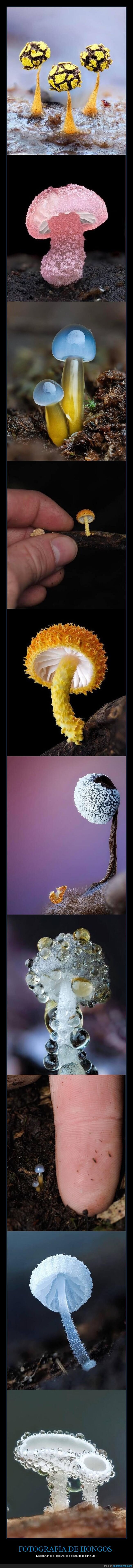 microfotograf&iacute;a,hongos,obsesi&oacute;n,perspectiva,Nueva Zelanda
