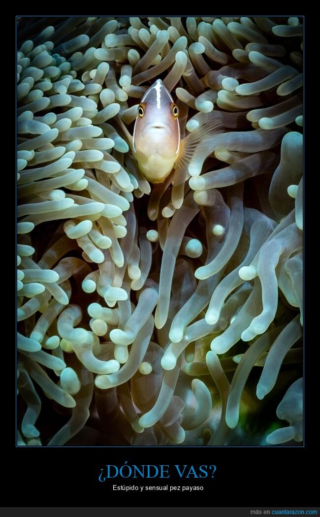 pez,reflejo,Tubbataha,submarino,vanidad