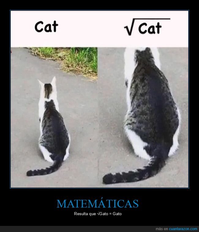 gatos,matem&aacute;ticas,expectativas,realidad,geometr&iacute;a
