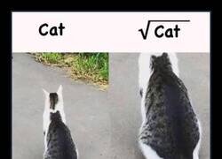 Enlace a La raíz cuadrada del gato