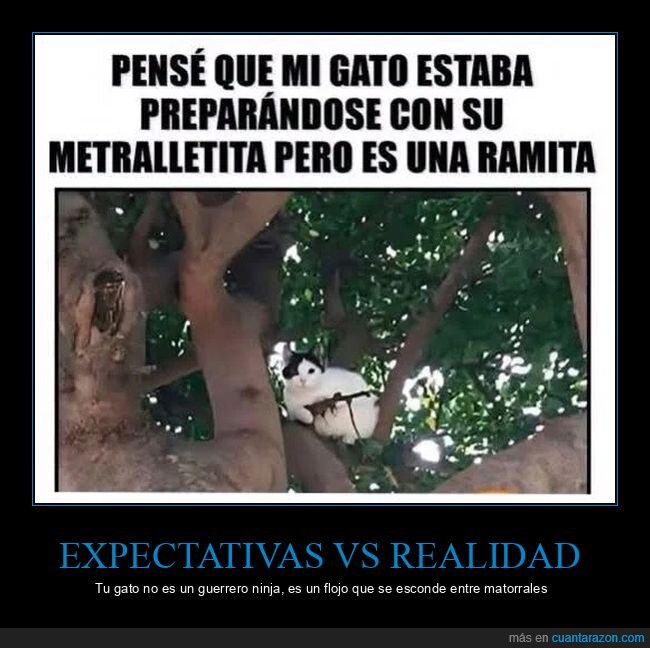 gato,mascotas,fracaso,emboscada,realidad