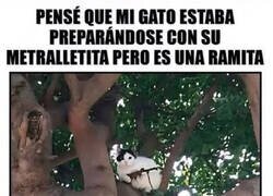 Enlace a Cuando tu gato te decepciona profesionalmente