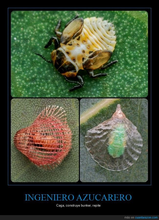 insecto,naturaleza,arquitectura,supervivencia,biomim&eacute;tica