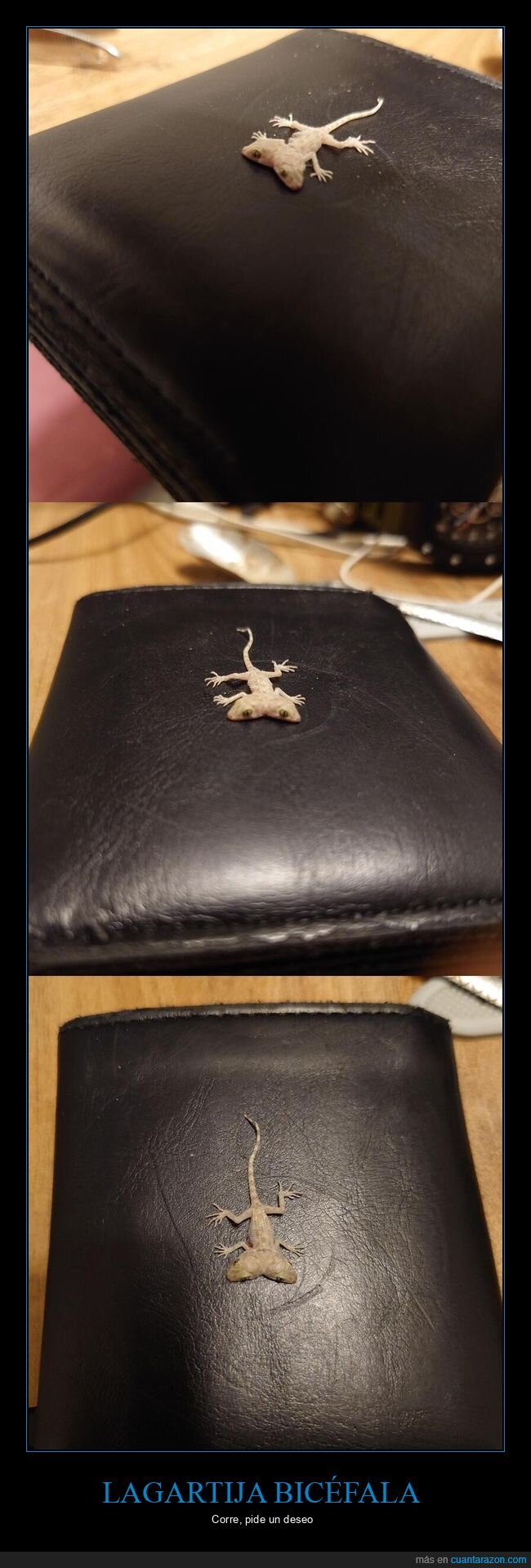 geckodoble,naturaleza,mutaci&oacute;n,descubrimiento,absurdo