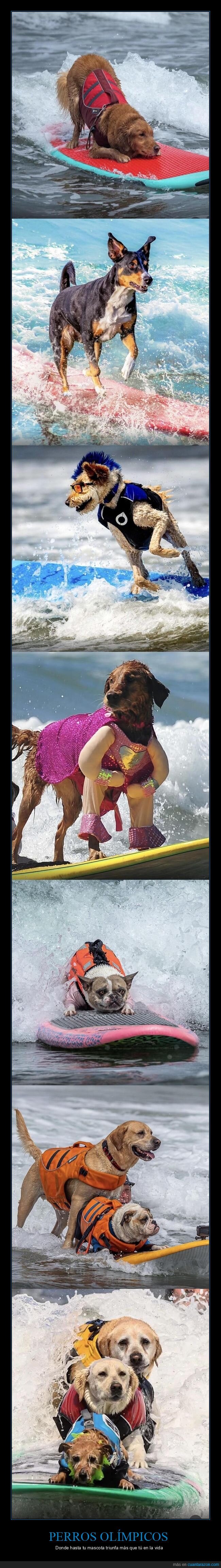 perros,surf,fracaso,competencia,California