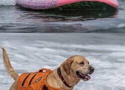 Enlace a Cada año se celebra en California el Campeonato Mundial de Surf para Perros