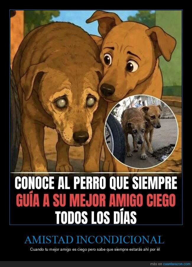 perros,amistad,ceguera,lealtad,compa&ntilde;erismo