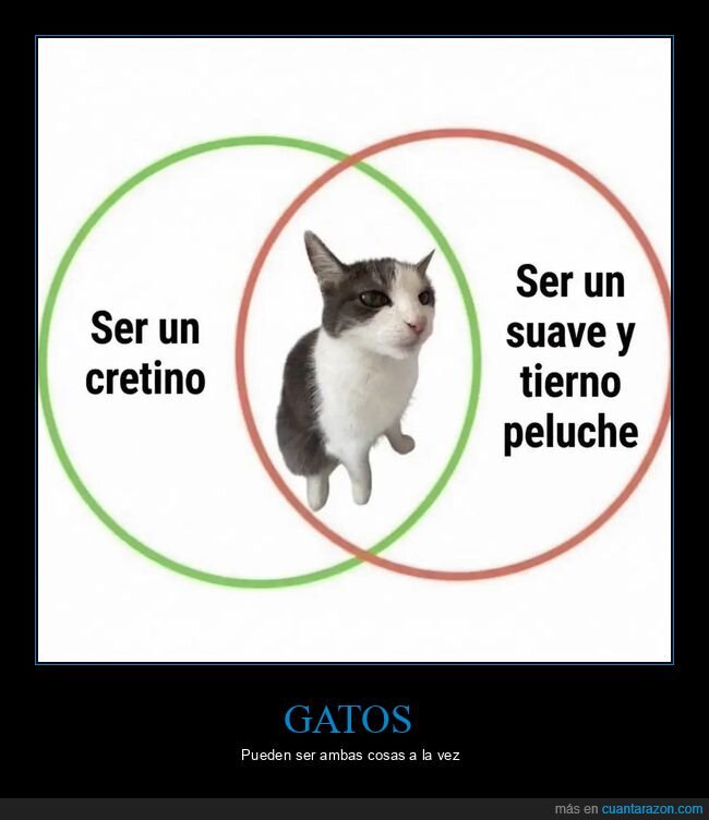 gatos,contradicciones,personalidad,felinos,dilemas
