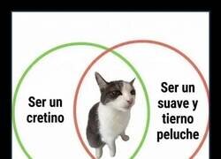 Enlace a Nunca sabes qué gato te va a tocar