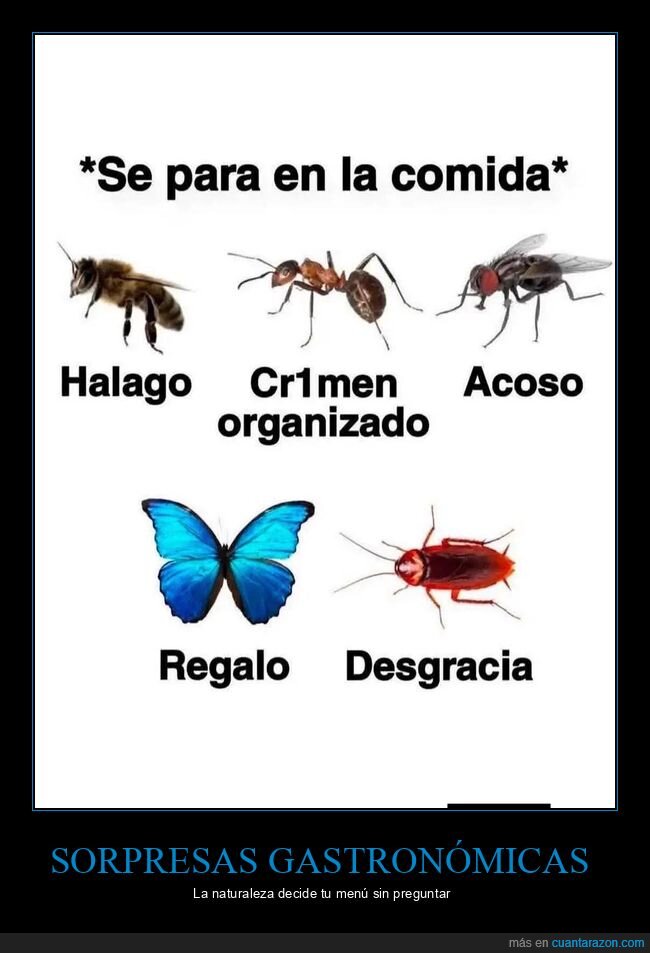 insectos,comida,naturaleza,desgracia,sorpresa