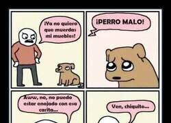 Enlace a Cuando el perro es más listo que tú