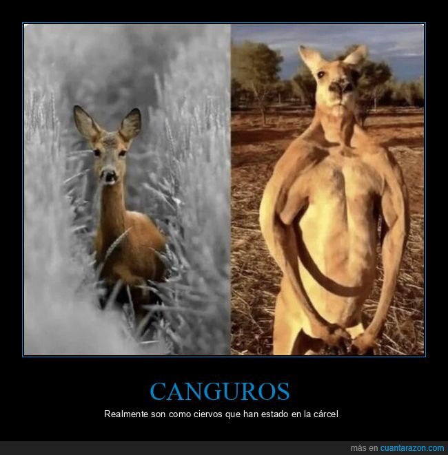 canguros,transformaci&oacute;n,prisi&oacute;n,comparativa,absurdo