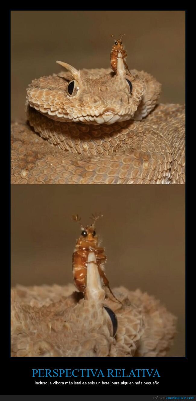 depredador,jerarqu&iacute;a,naturaleza,insignificancia,serpiente