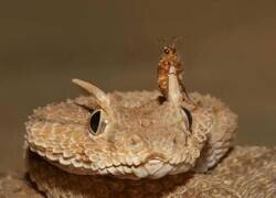 Enlace a Este diminuto insecto se aferra a la cabeza de una víbora cornuda