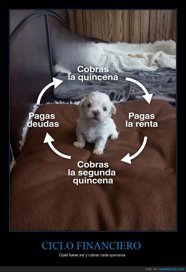 deudas,finanzas,presupuesto,perro,dinero