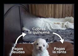 Enlace a El círculo de la vida laboral