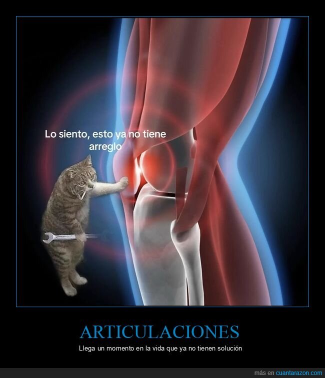 lesi&oacute;n,gato,dolor,articulaci&oacute;n,fatalismo