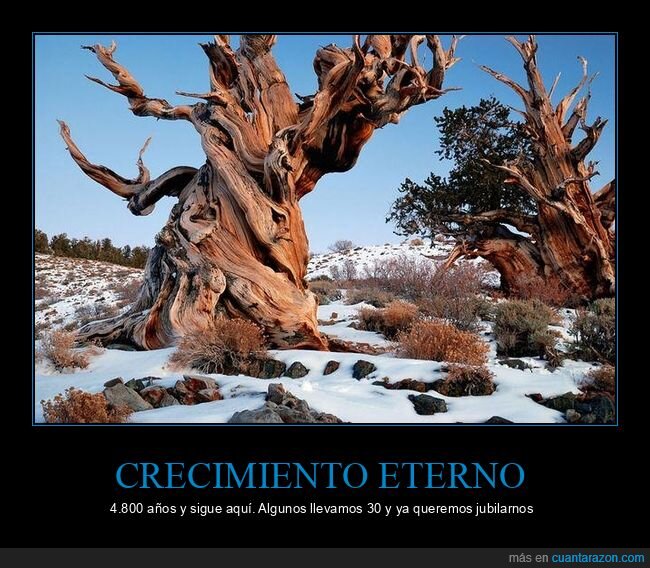 longevidad,naturaleza,resistencia,tiempo,perseverancia