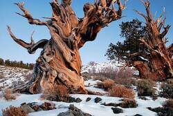 Enlace a El árbol más antiguo del mundo que se conoce y que aún está vivo tiene más de 4.800 años, ¡y sigue creciendo!