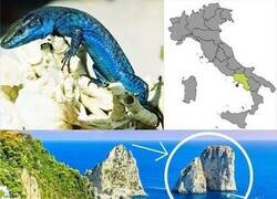 Enlace a La lagartija azul de Capri solo se puede encontrar en estos dos pequeños islotes frente a la costa de Capri, Italia