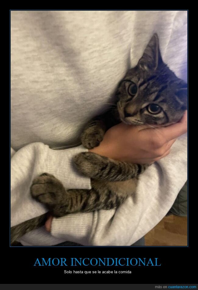 gato,abrazo,felino,ternura,dominio