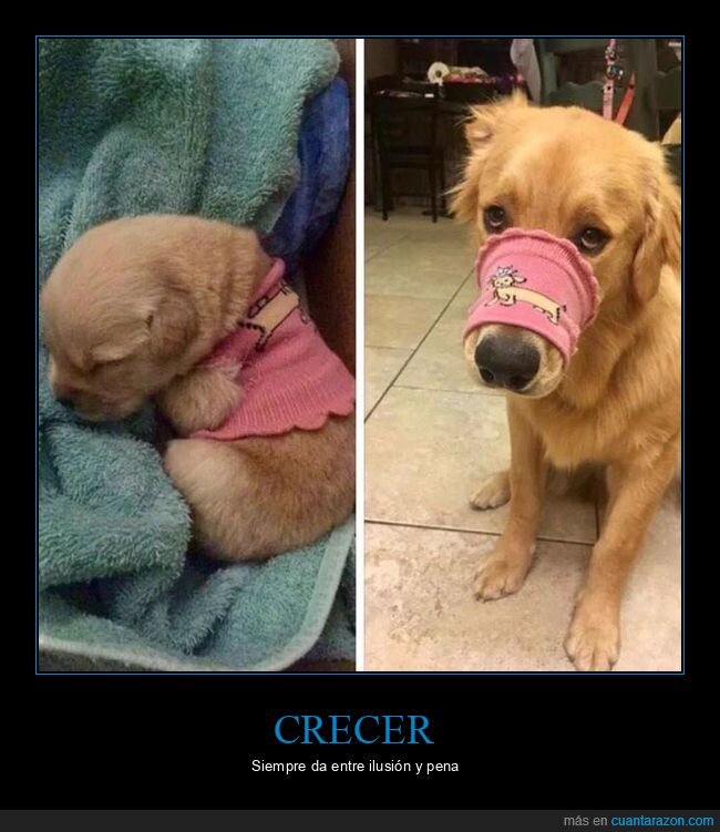 perro,crecimiento,cambio,antes-despu&eacute;s,realidad