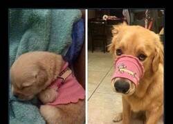 Enlace a De cachorro mimado a perro fracasado