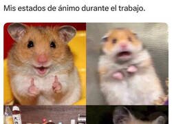 Enlace a De lunes a viernes en modo hamster