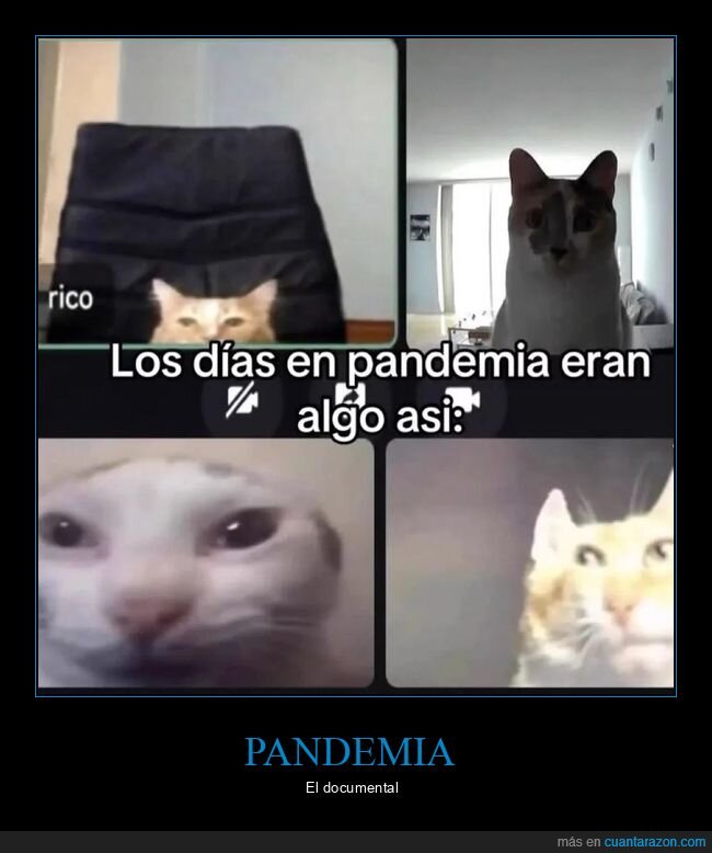 pandemia,gatos,cuarentena,aburrimiento,expresiones