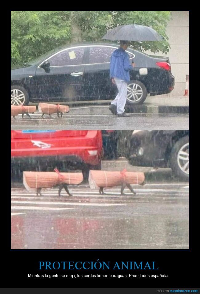 lluvia,cerdos,absurdo,protecci&oacute;n,prioridades
