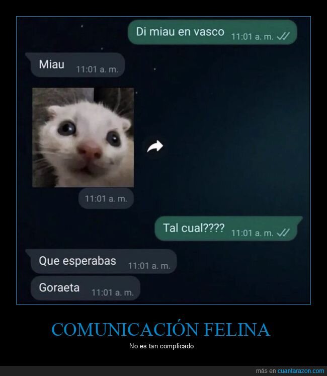 gatos,WhatsApp,incomprensi&oacute;n,mascotas,confusi&oacute;n