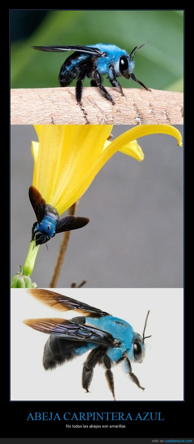 abeja,naturaleza,biodiversidad,insecto,rareza