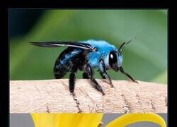 Enlace a Esta abeja tiene aura de verdad